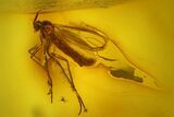 Four Fossil Flies (Diptera) In Baltic Amber #207530-2